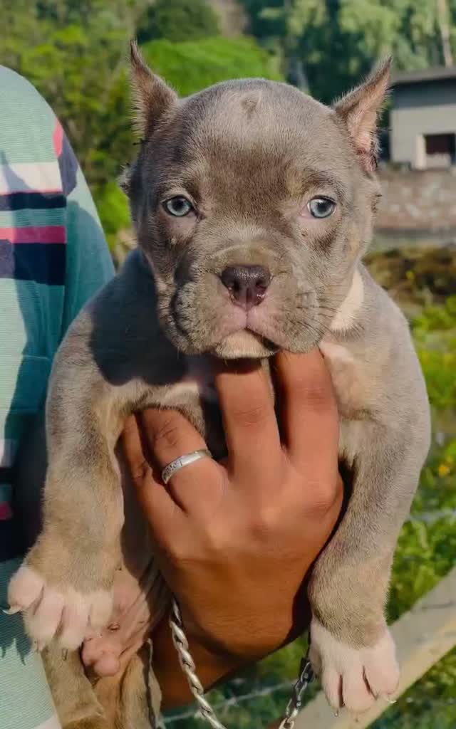 American Bully XXL Size Puppy, farm video