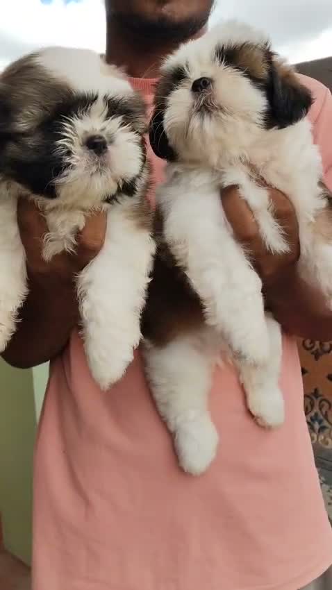 Shih Tzu | Black Color, farm video