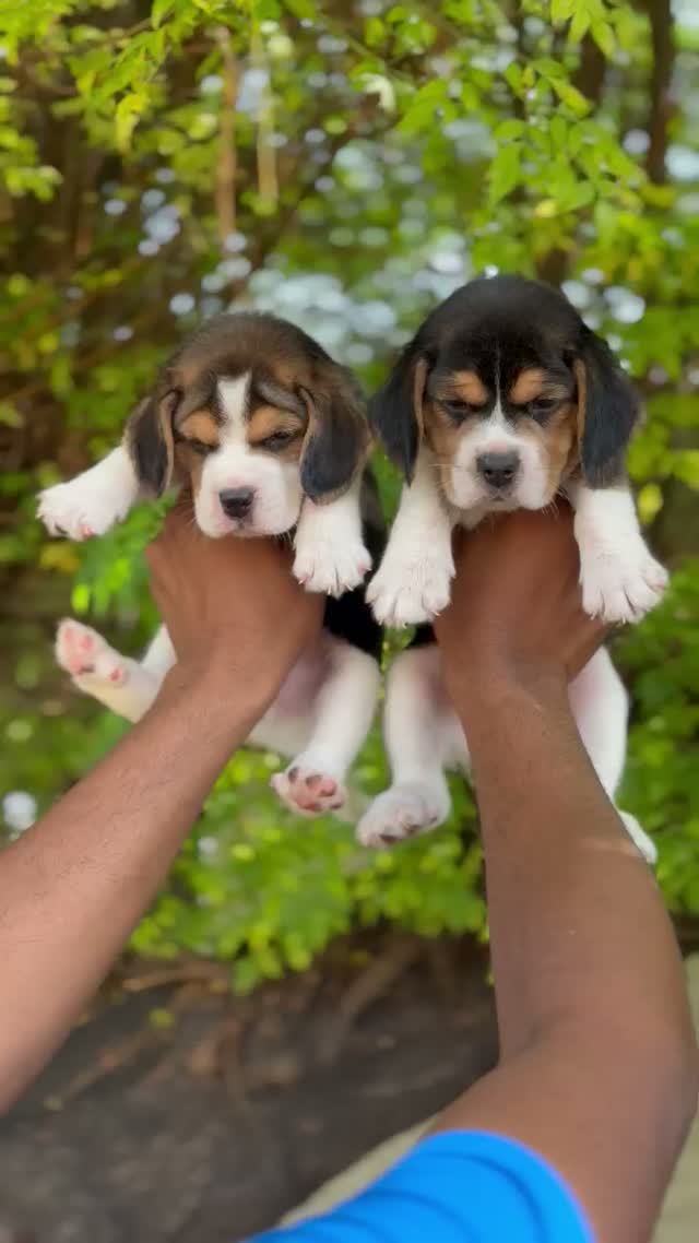 Beagle Black & Tan Puppy, farm video
