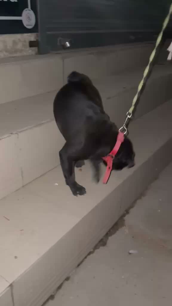 Pug Puppy, farm video