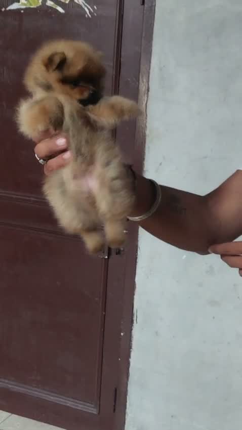 Pomeranian Puppy, farm video