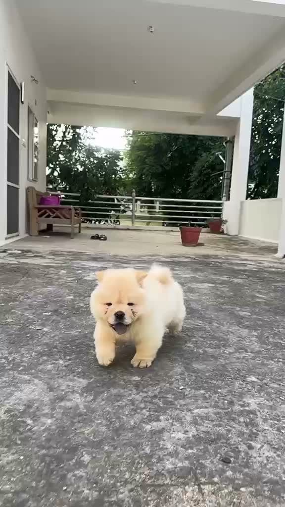 Chow Chow Puppies, farm video