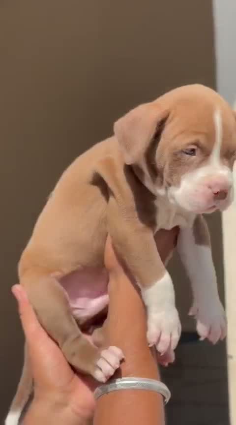 American Bully Pocket Size Puppy, farm video