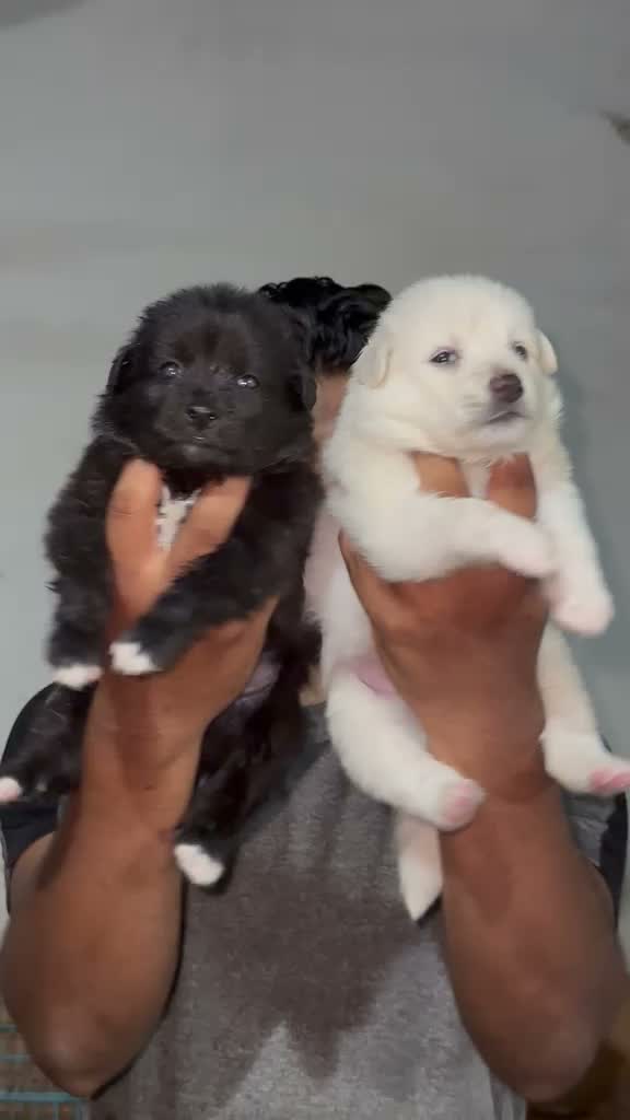 Pomeranian Puppy, farm video
