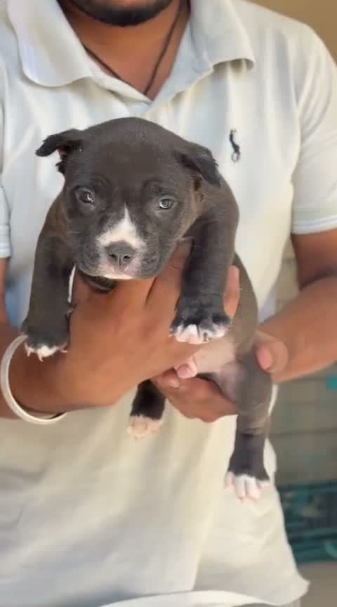 American Bully Pocket Size Puppy, farm video