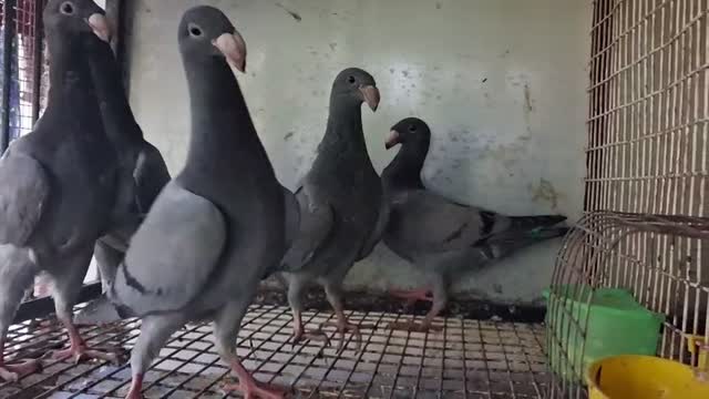 Lahori Pigeon, farm video