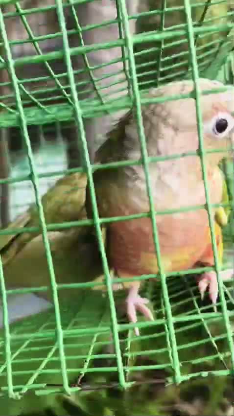 Pineapple Headed Conure, farm video