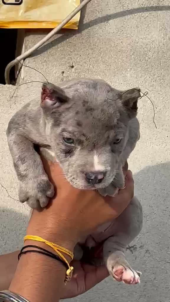 American Bully XXL Size Puppy, farm video