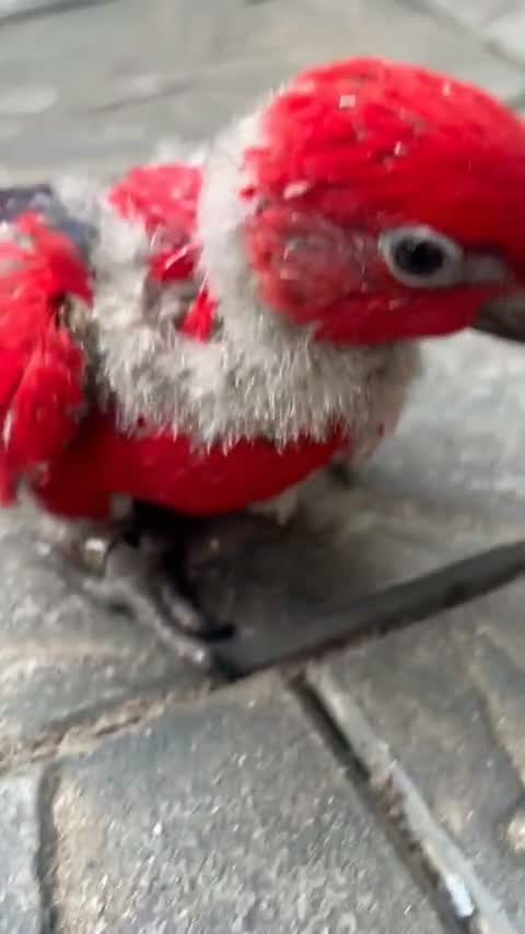 Black Capped Conure, farm video
