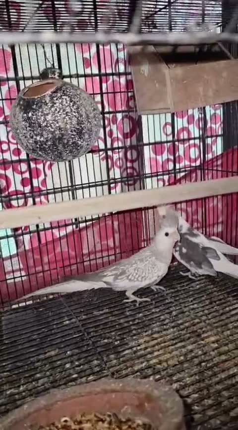 Cockatiel, farm video