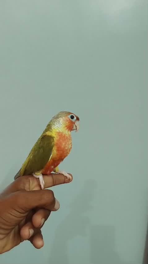 Pineapple Headed Conure, farm video