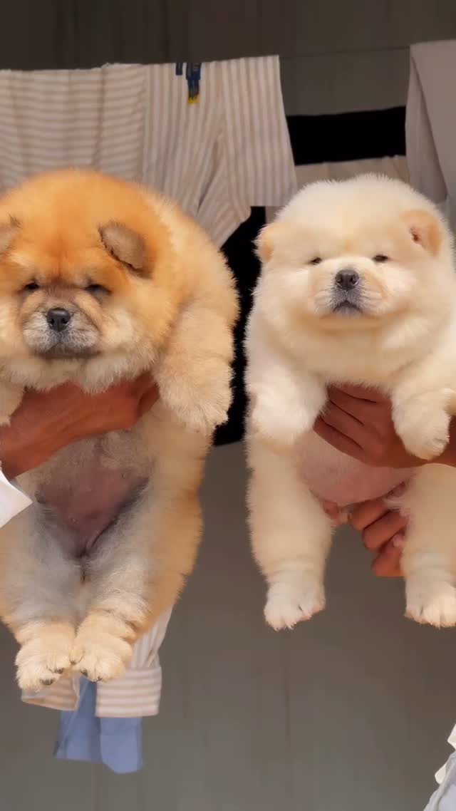Chow Chow Puppy | Black Color, farm video