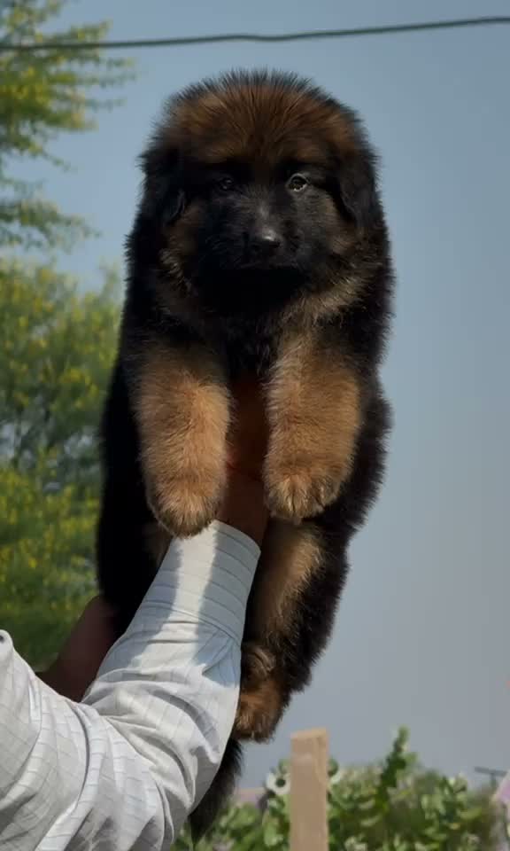 German Shepherd Puppy, farm video