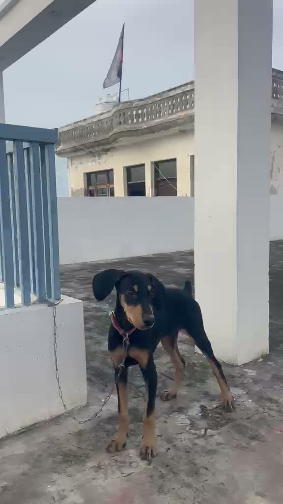 Doberman Pinscher Puppy | Brown & Tan, farm video