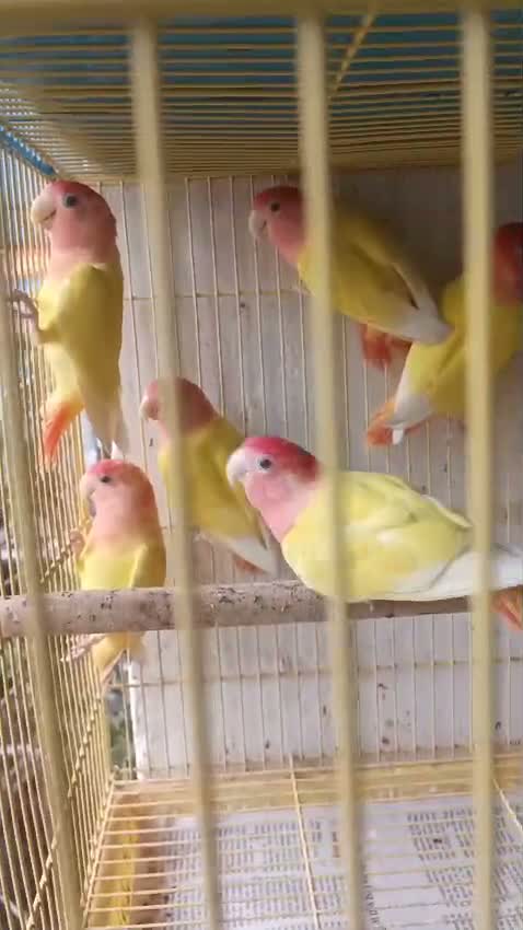 African Love Birds, farm video