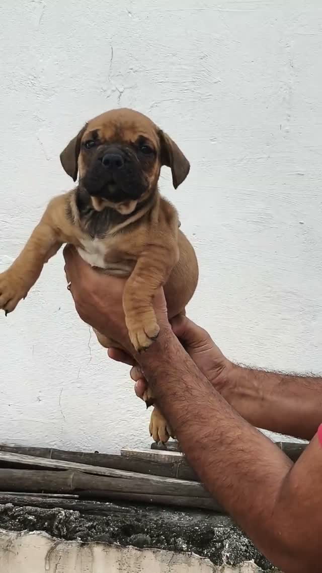 American Bully Pocket Size Puppy, farm video