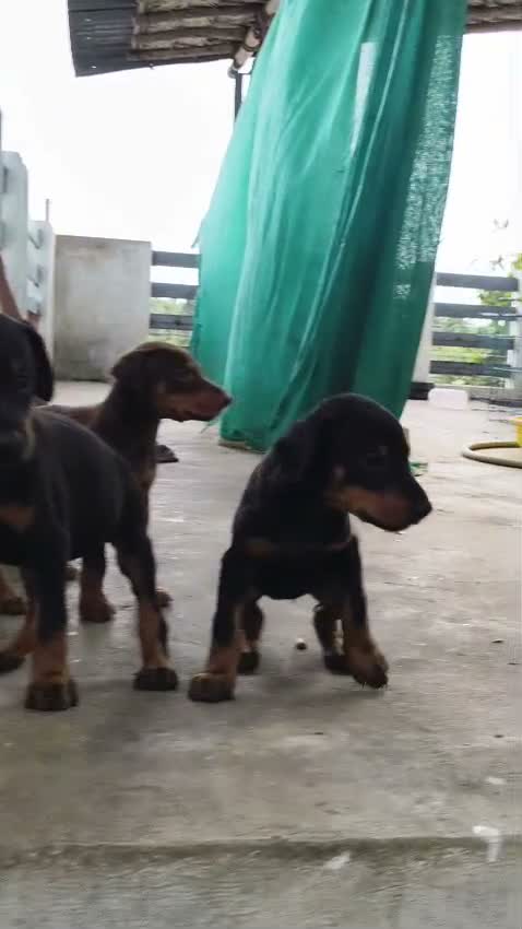 Doberman Pinscher Puppy | Brown & Tan, farm video