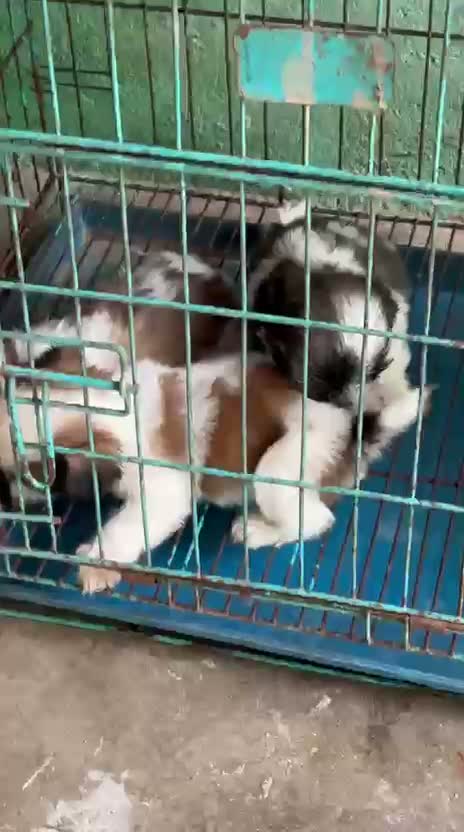 Shih Tzu | Black Color, farm video