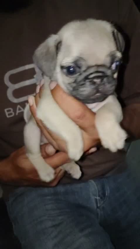 Pug Puppy, farm video