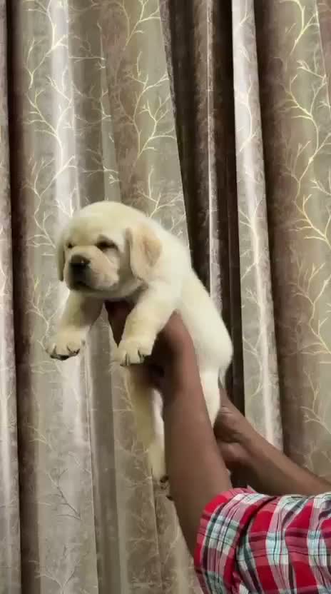 Beagle Black & Tan Puppy, farm video