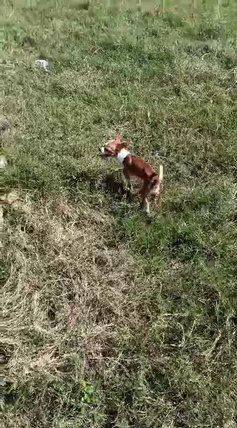Chihuahua Puppy, farm video