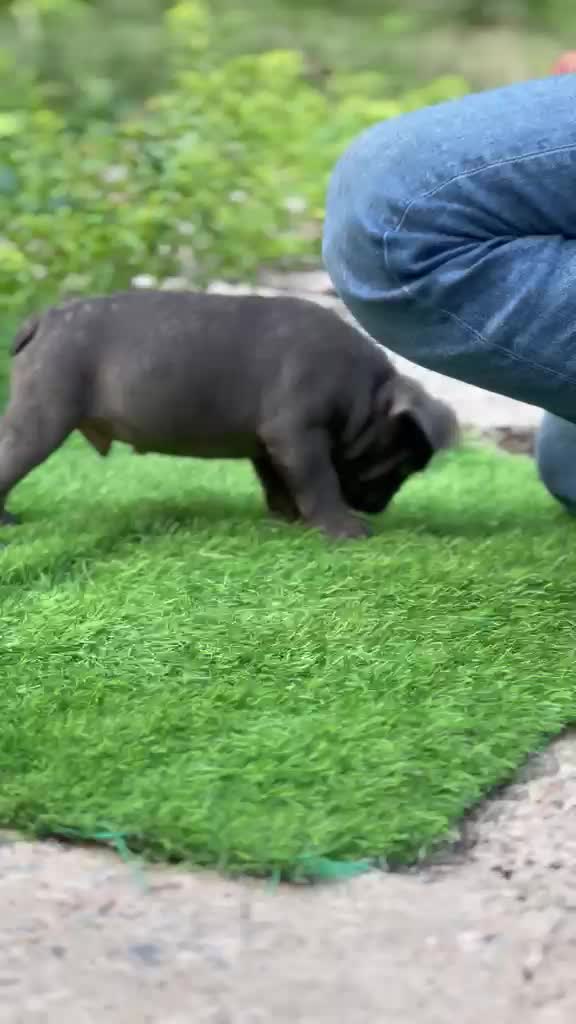 French Mastiff Puppy, farm video
