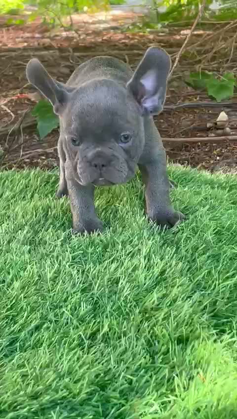 Bull Terrier Puppy, farm video