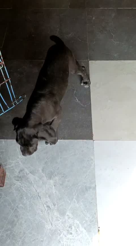 Cane Corso Puppy, farm video
