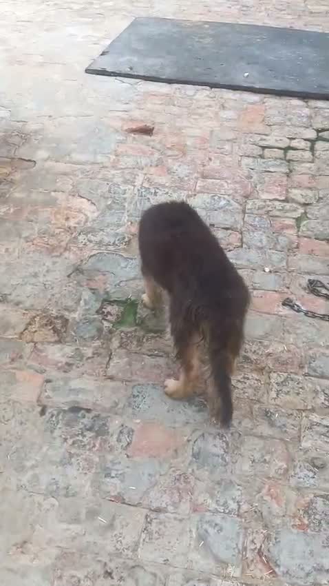 German Shepherd Puppy, farm video