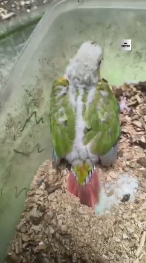 Blue Throated Conure, farm video