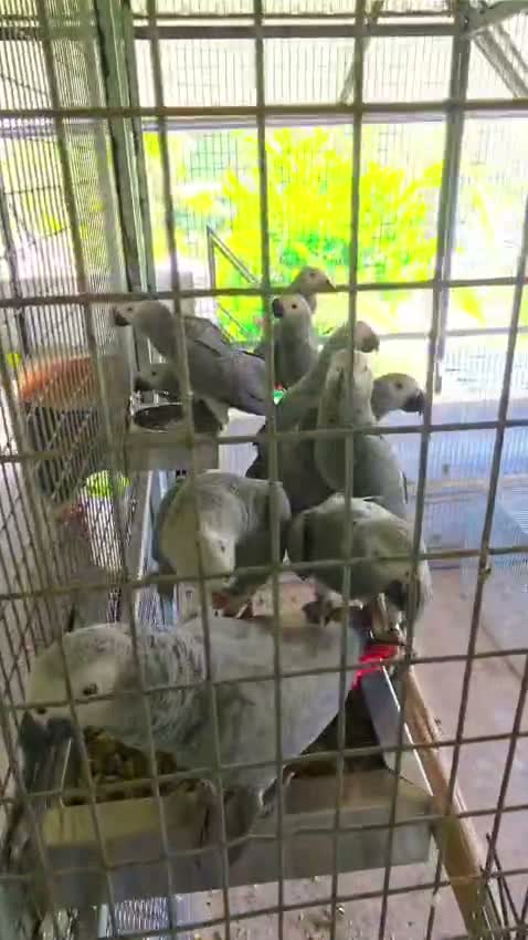 African Grey Parrot, farm video
