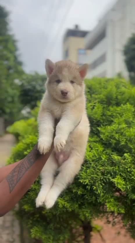 Siberian Husky Puppy | Black & White Color, farm video