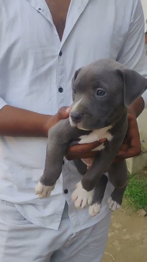 American Bully XL Size Puppy, farm video