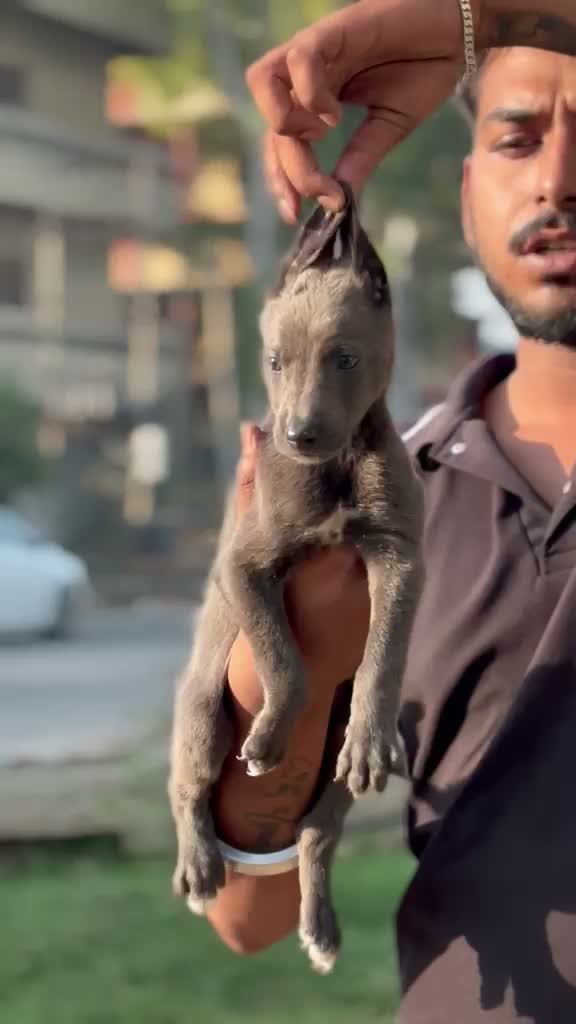 Greyhound Puppy, farm video
