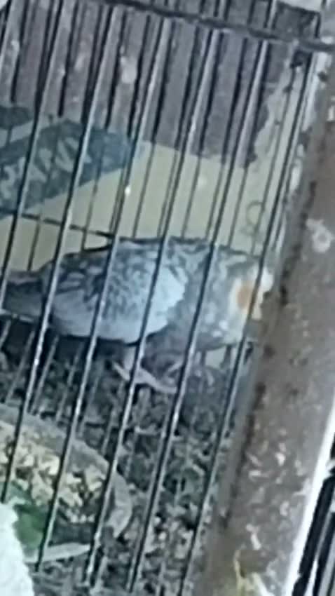 Cockatiel, farm video