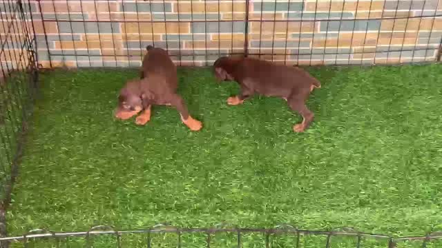 Doberman Pinscher Puppy, farm video