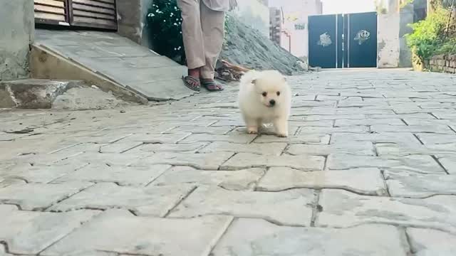 Pomeranian Puppy, farm video