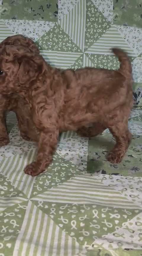 Toy Poodle Puppy, farm video