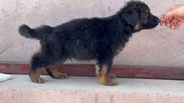 German Shepherd Puppy, farm video