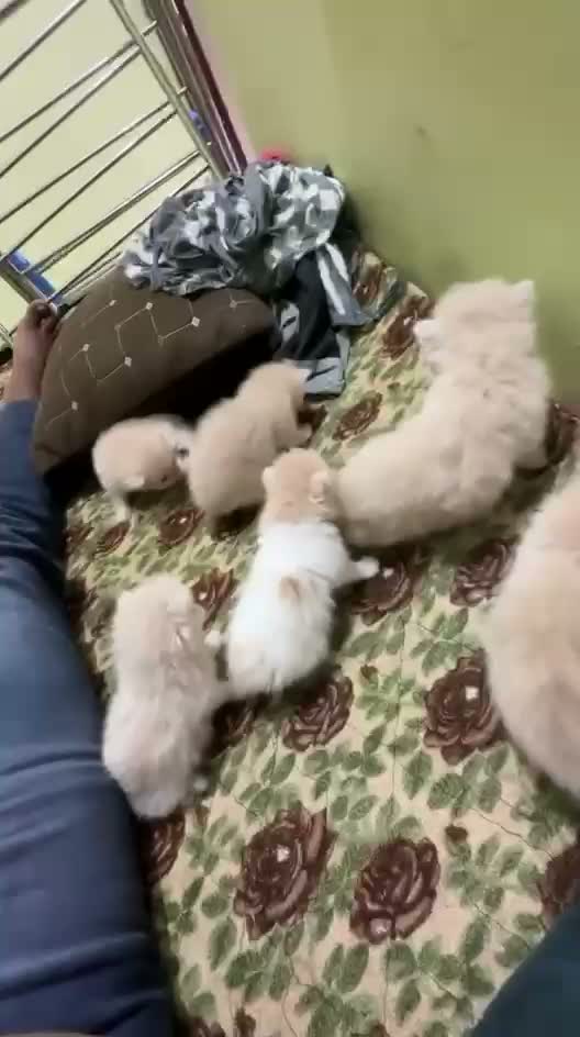 Persian, farm video
