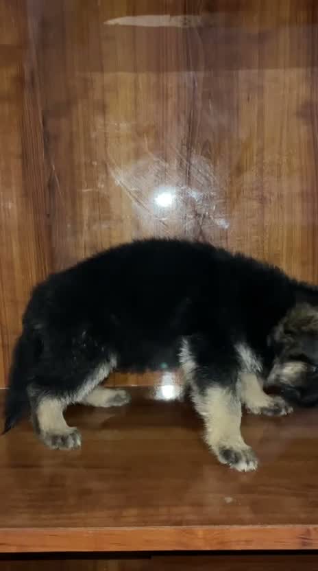 German Shepherd Puppy, farm video