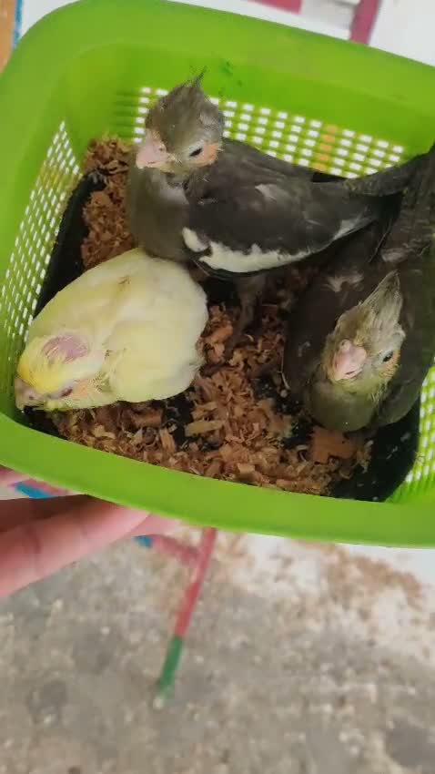 Cockatiel, farm video