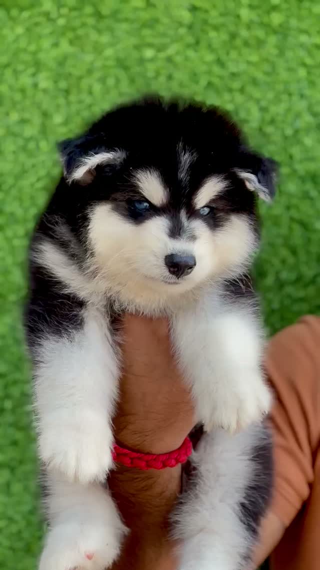 Siberian Husky Puppy | Black & White Color, farm video