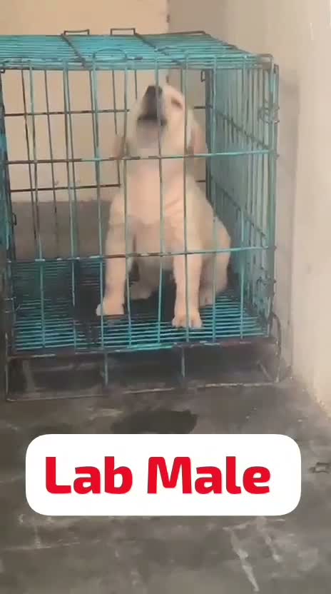 Beagle Black & Tan Puppy, farm video