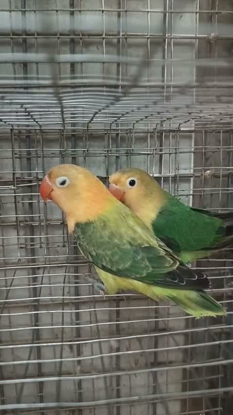 African Love Birds, farm video