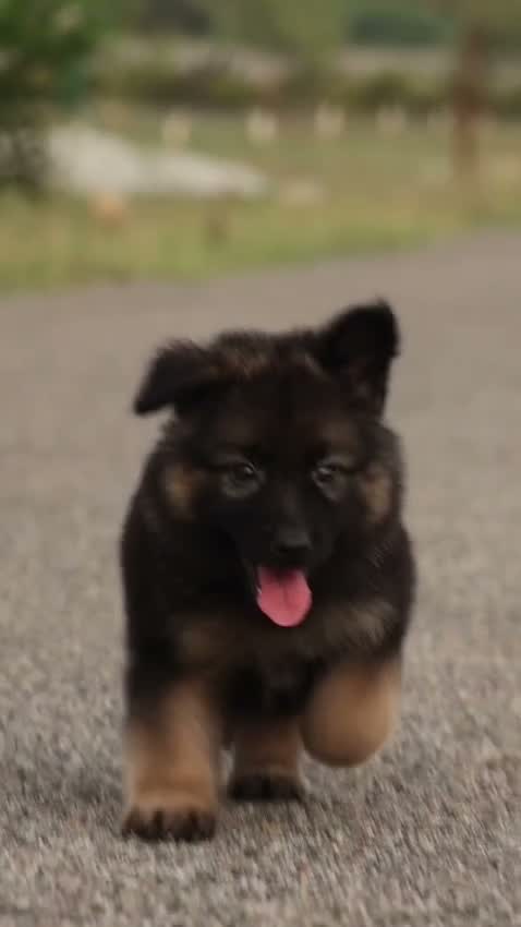 German Shepherd Puppy, farm video