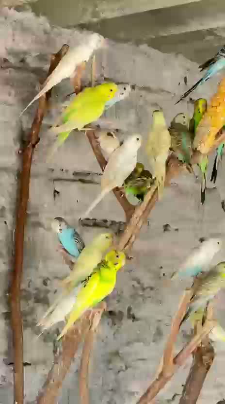 Budgies | Fallow, farm video