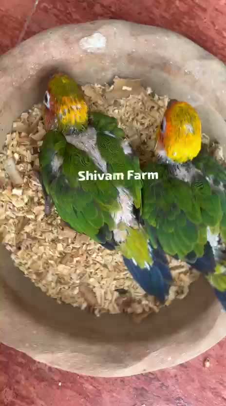 Sun Conure, farm video