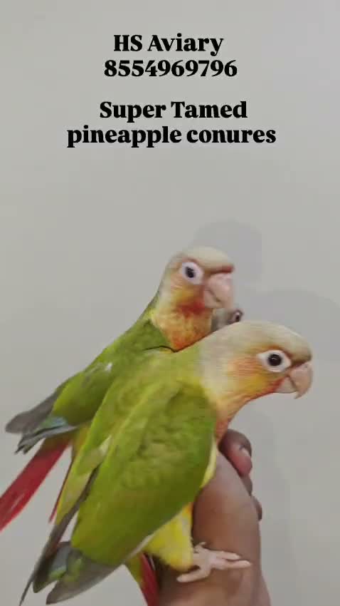 Pineapple Headed Conure, farm video