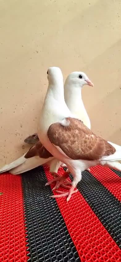 Lahori Pigeon, farm video